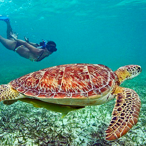 Cancun snorkel tour viajando tu mundo